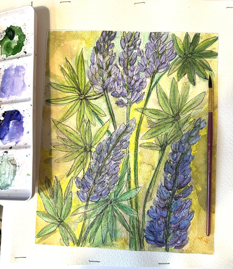 Lupines In Bloom
