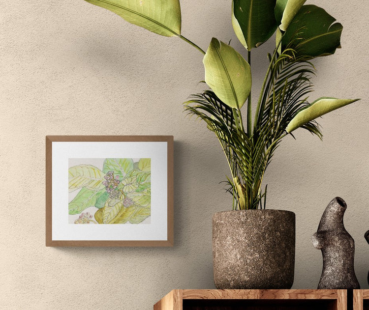 Butterfly Weed Leaves