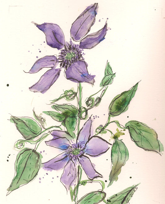 Wyoming clematis painting, clematis watercolor, purple flower art, original watercolor painting, botanical watercolor, cottage garden art, floral wall art, Wyoming garden flowers, violet flower painting, nature inspired art, Lyn Foley watercolor, original floral artwork