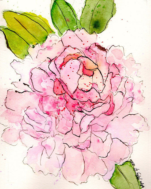 Original watercolor painting of a soft pink peony in bloom by Wyoming artist Lyn Foley.