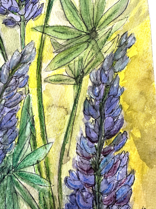 Lupines In Bloom