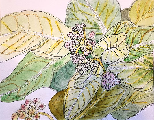 Original Watercolor Painting – Butterfly Weed Botanical Leaves – “Butterfly Weed Leaves” by Lyn Foley