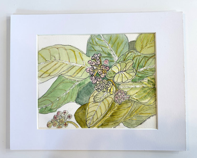 Butterfly Weed Leaves