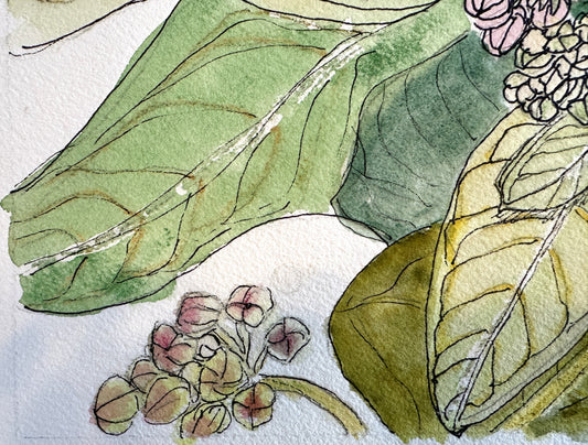 Butterfly Weed Leaves