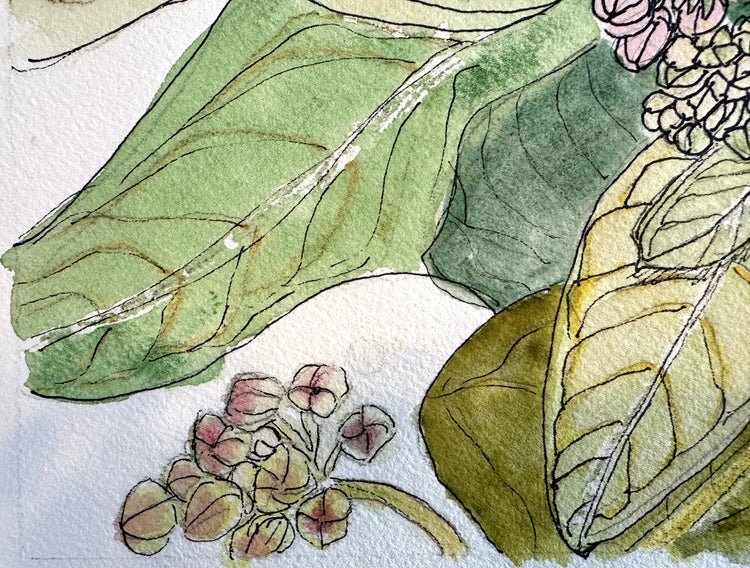 Butterfly Weed Leaves