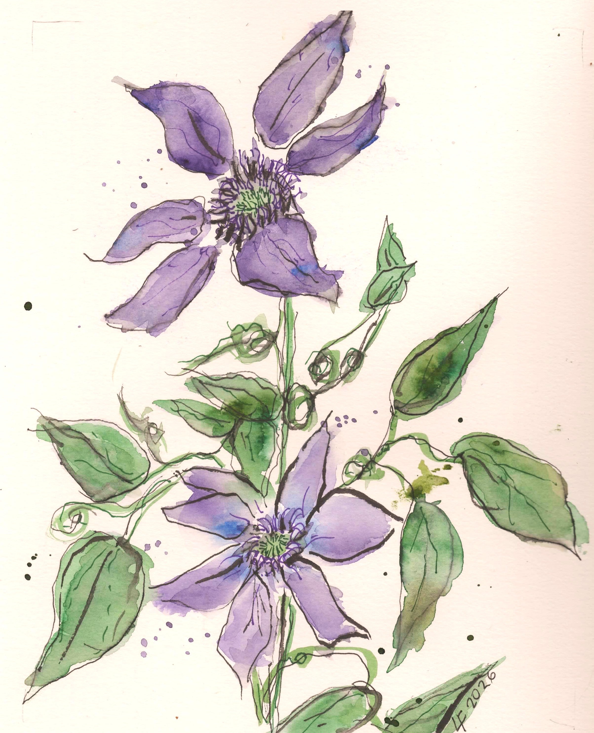 Wyoming clematis painting, clematis watercolor, purple flower art, original watercolor painting, botanical watercolor, cottage garden art, floral wall art, Wyoming garden flowers, violet flower painting, nature inspired art, Lyn Foley watercolor, original floral artwork