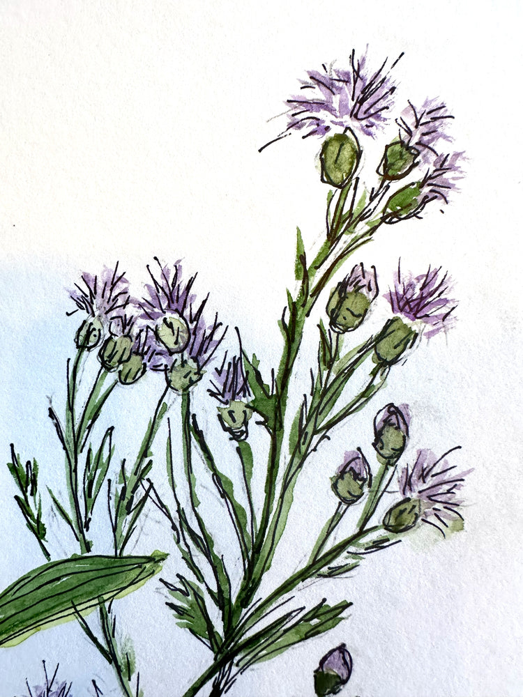 Late Summer Ranch Flowers