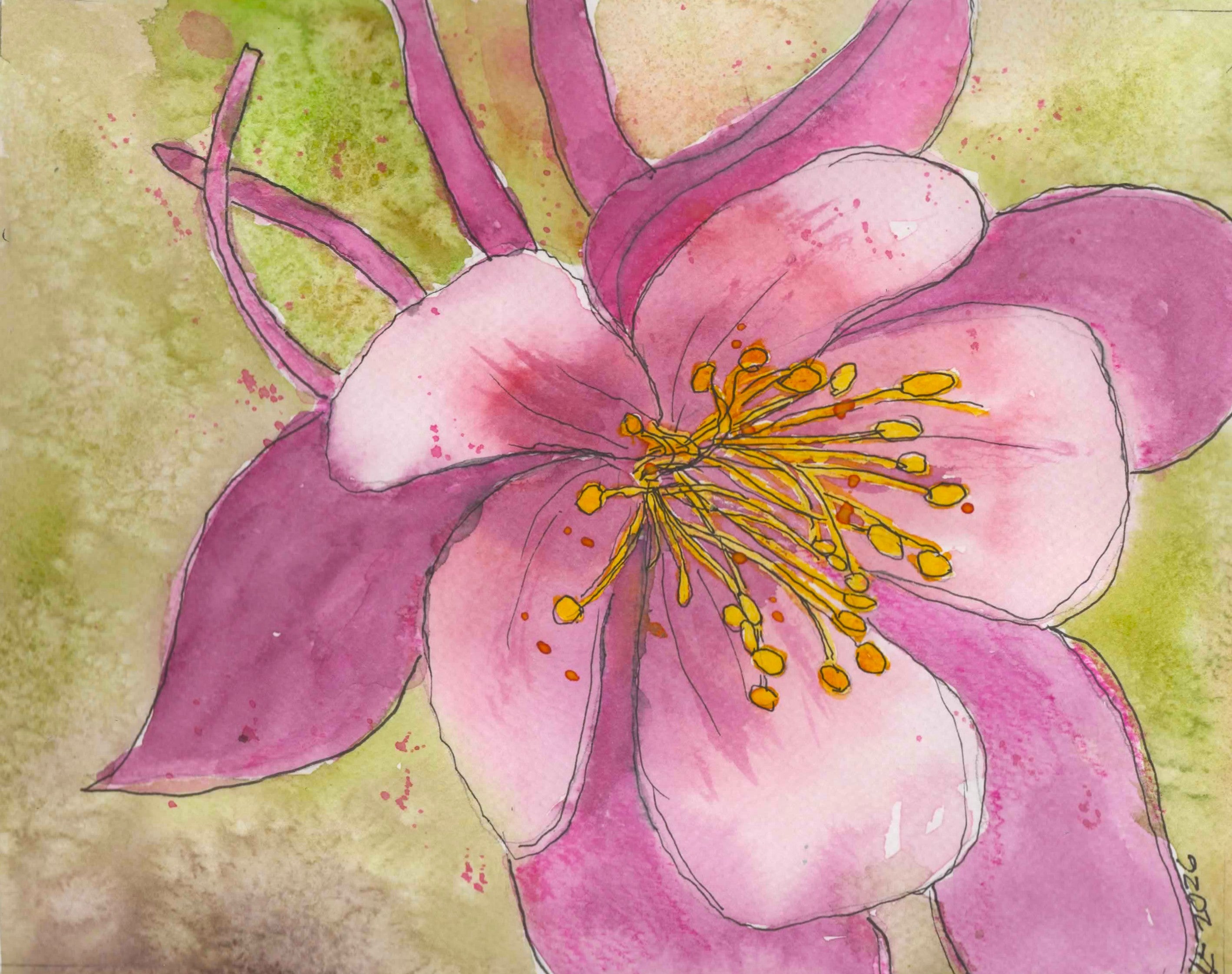 Original watercolor and ink painting of a rosy pink columbine flower with golden stamens against a soft green background by Wyoming artist Lyn Foley.